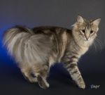 Felis Optatus Lux Lucis
