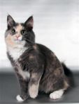 Felis Optatus Viola Tricolor