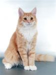 Felis Optatus Pinus Larix