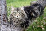 Felis Optatus Styx Stygis