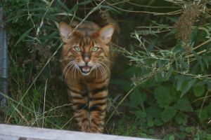 Dushara Jason