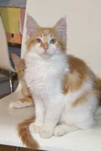 Dushara Jasmin