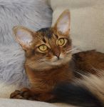 Catika's Shine Bright Shakira  