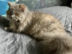 Queeny of Juras Perle 